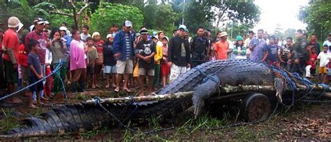 crocodile marin taille record|crocodile marin asie.